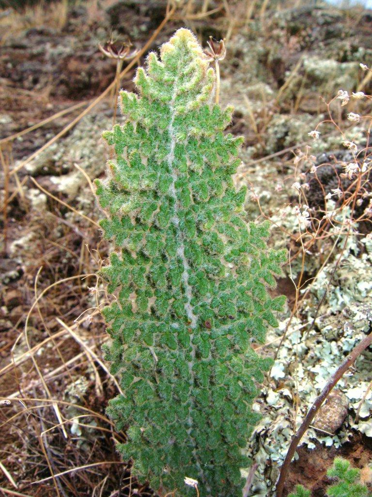 Cosentinia vellea / Felcetta catanese